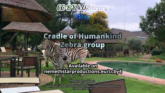 cradle-zebra-group