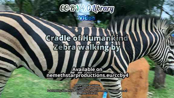 cradle-zebra-walking-by