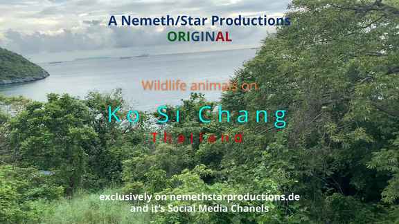 Special Events - Wildlife animals on Ko Si Chang, Thailand